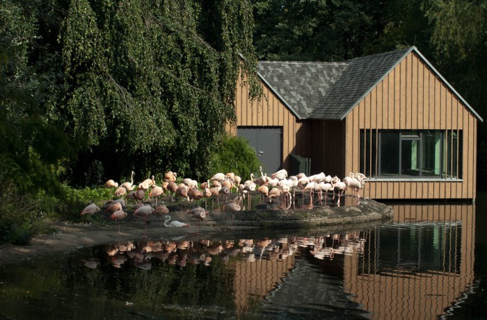 Фламинго в зоопарке Берлина, фото Luis Flores