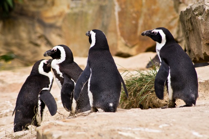 Пингвины в зоопарке Берлина, фото sputnik