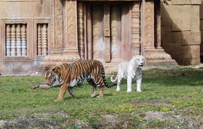Тигры в зоопарке Майами, фото Jorge E. Gomez S.
