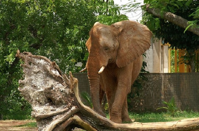 Слон в зоопарке Майами, фото bankstudent