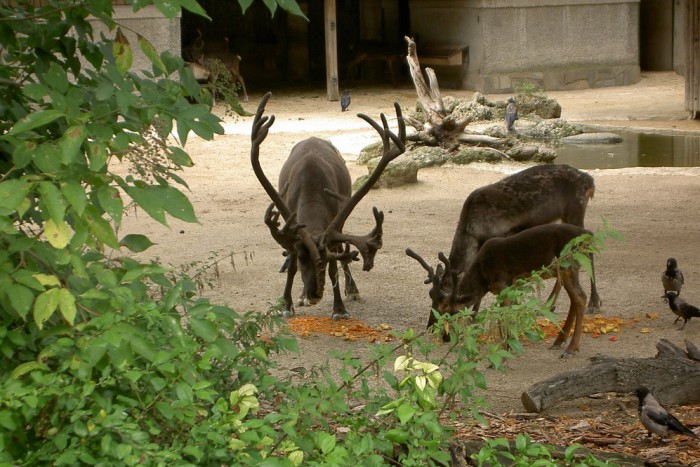 Олени в зоопарке, фото manior
