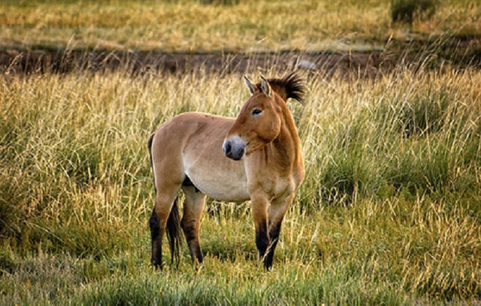 Лошадь Пржевальского, фото Alex Permyakov
