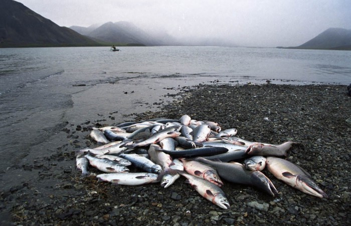 Северная рыбалка, фото Магадан