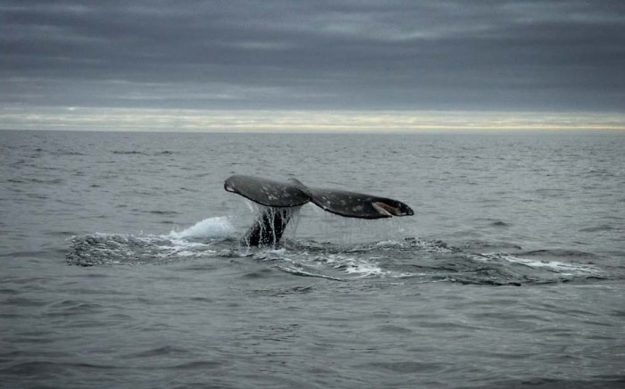 На китов на Севере охотились издавна. Фото Магадан