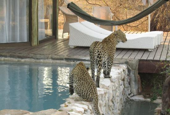 leopard-and-her-two-cubs