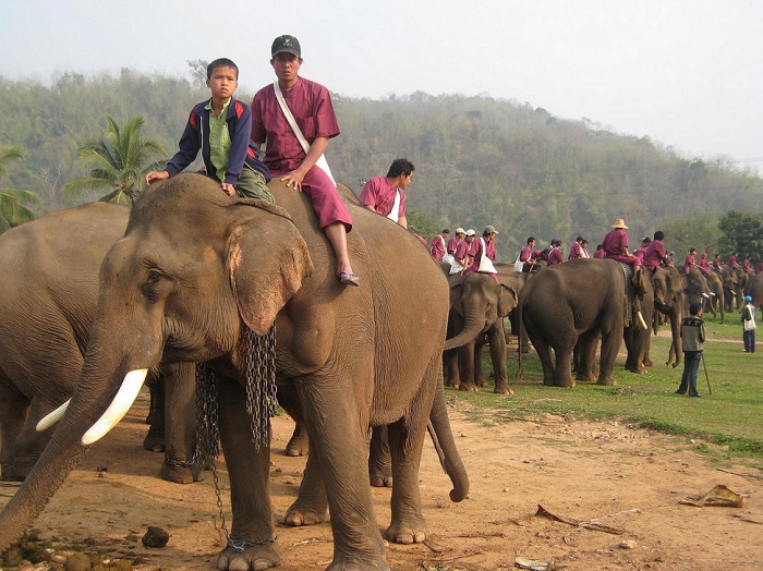 Фестиваль слонов, Таиланд