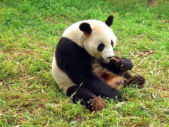 Chengdu-pandas