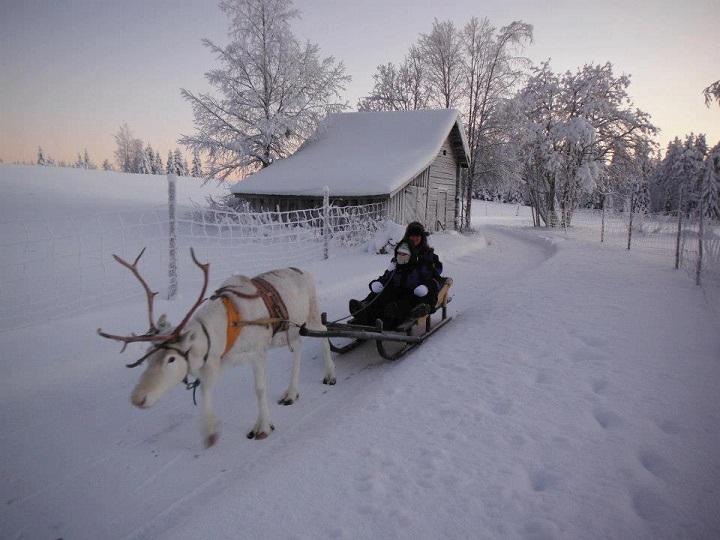Отдых В Лапландии На Новый Год