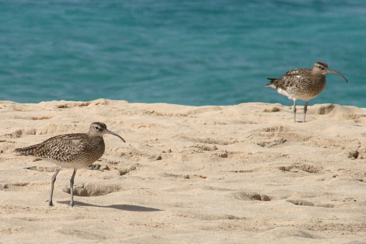 Cape Verde birds