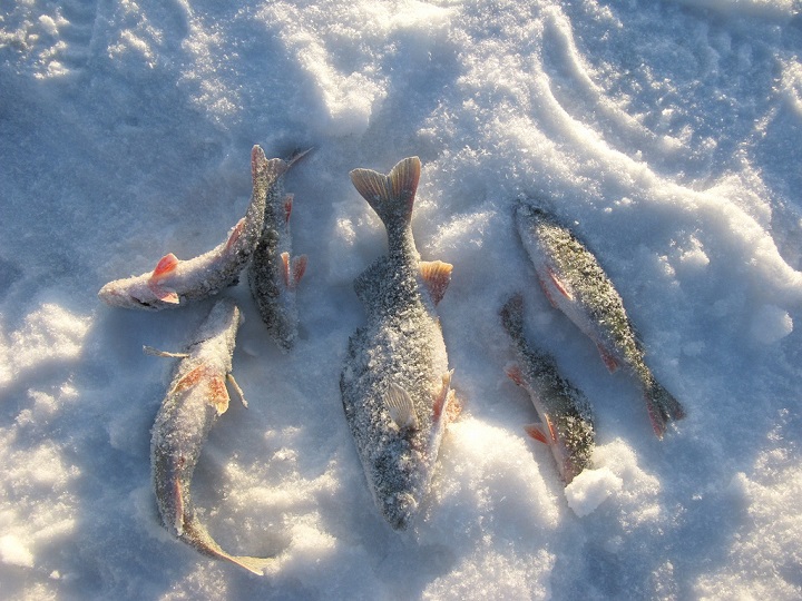 Зимняя рыбалка - какие снасти для рыбалки купить