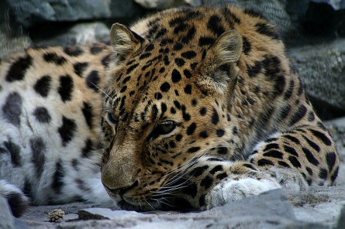 Кавказский леопард. Фото Restle