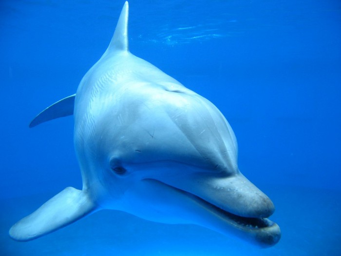 Дельфин в Испании