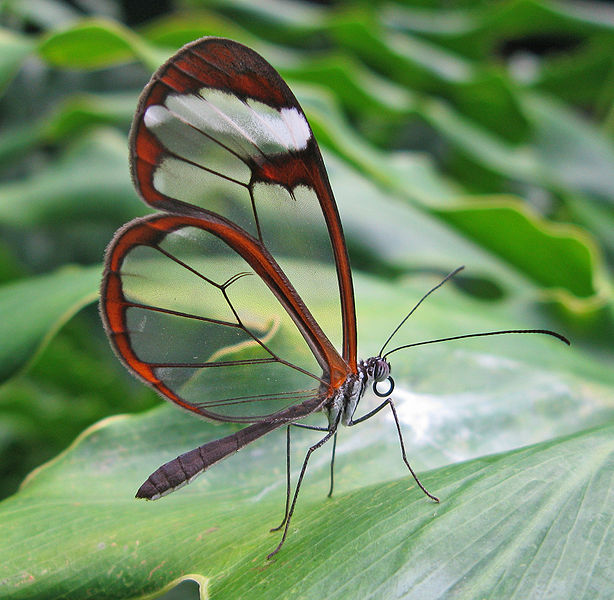 Прозрачная бабочка в районе Амазонки, фото David Tiller