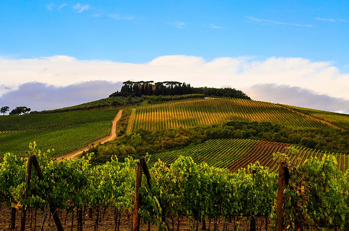 Виноградники в Италии, фото Rudy Chiarello