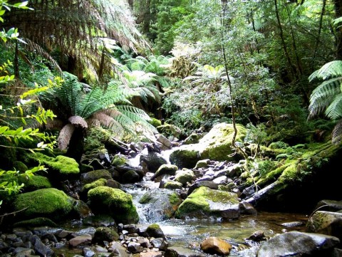 Тасманский лес