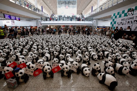 Панды захватили Гонконг
