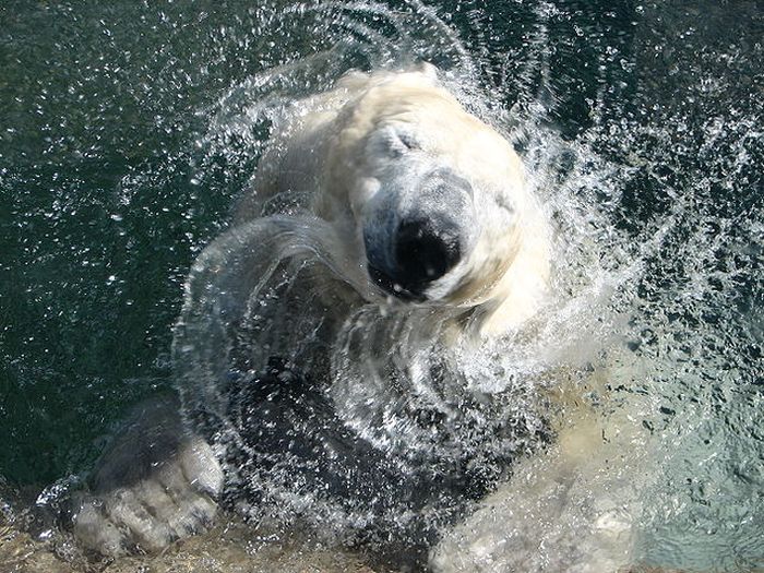 Белый медведь в зоопарке Карлсруэ, фото Vinto