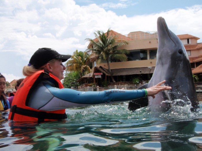 Тренировка дельфина, фото ABC Animal Training