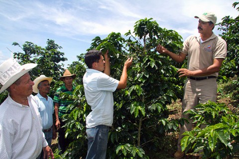 В Гондурасе открывается «кофейный путь»