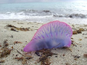 meduza-korablik