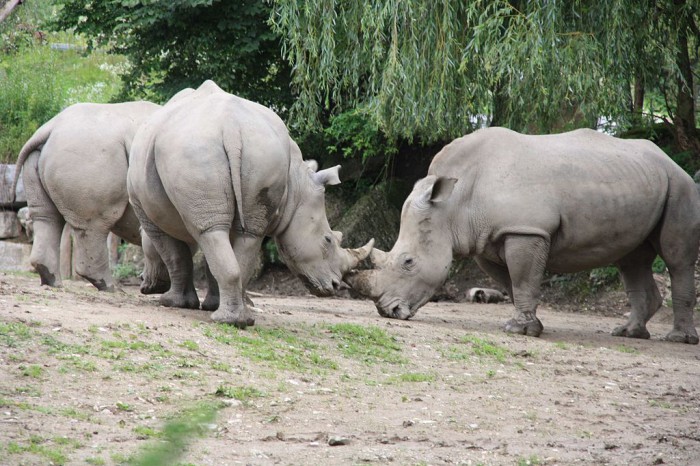 Носороги в зоопарке Зальцбурга, фото Eigenes Werk