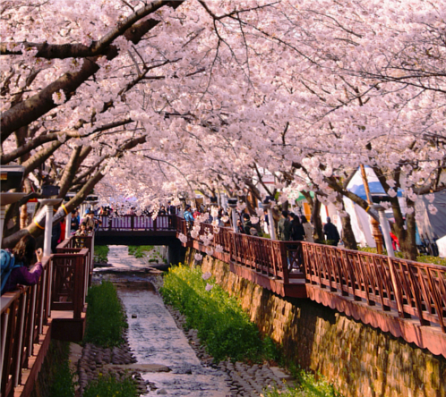 cherry-blossom-festival-korea-b