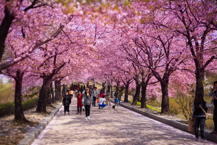 Цветение сакуры в Сеуле