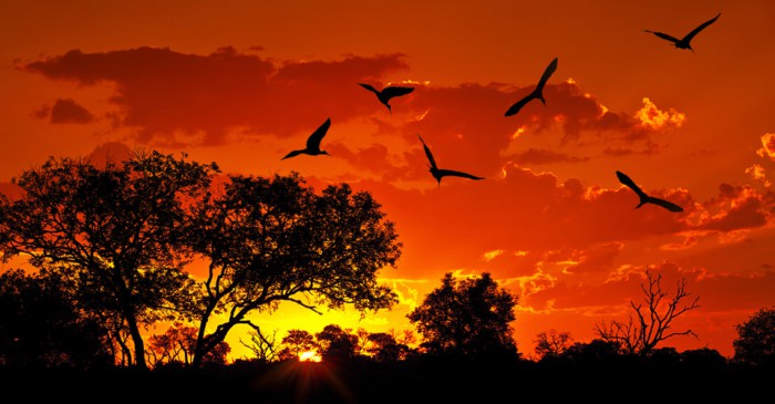 Kenya-Migration-Photo-10-sunset